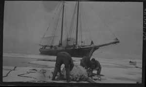 Image: Three men butchering. Canoe in water tied to MORRISSEY
